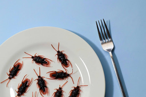 fake roaches on a plate