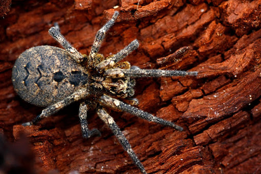 large wolf spider outdoors on a log