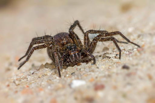 wolf spider outdoors in sand