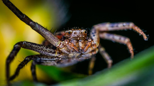 macro image of a large spider