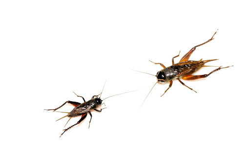 How to Identify Crickets in Arizona and Keep Them Out of Your Home ...