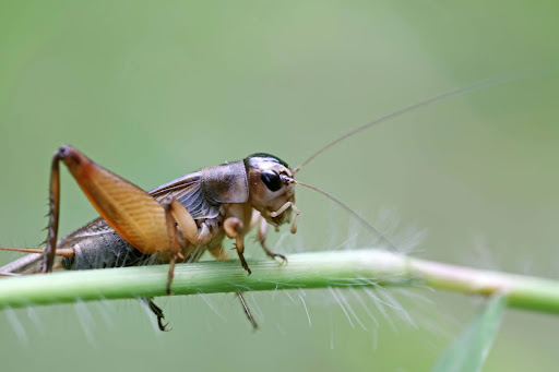 cricket on a blade of grass