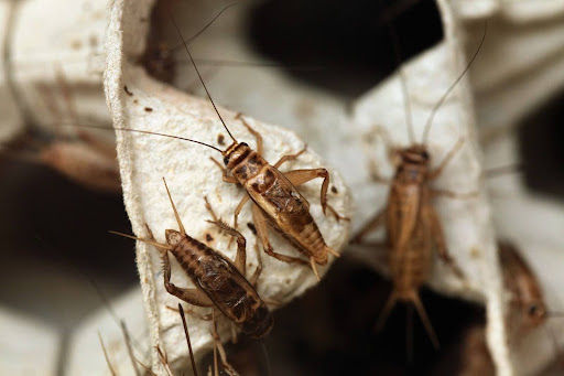 crickets on egg cartons 