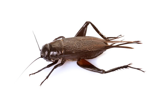 cricket on white background