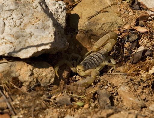 scorpion hiding in rocks and dirt