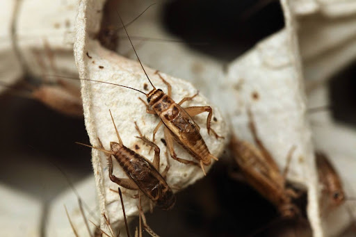 Crickets on cardboard