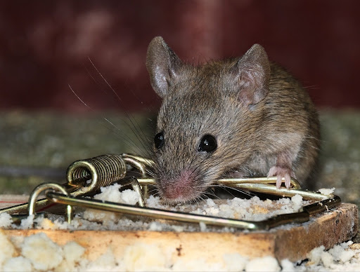 Rodent eating bait from a mouse trap