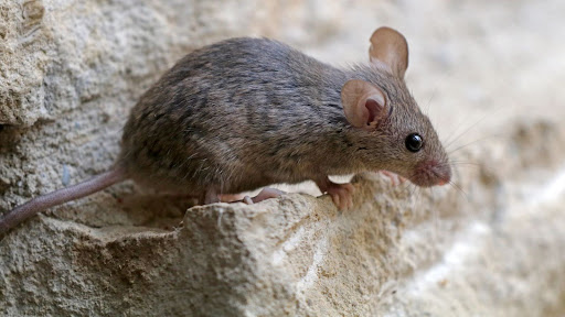 Rodent crawling on a wall