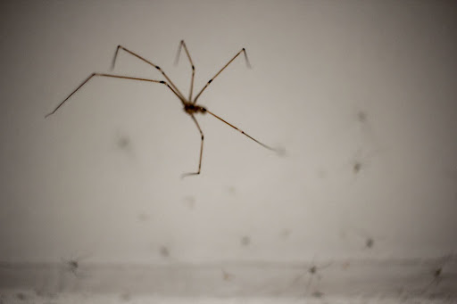 Large spider on a spiderweb indoors