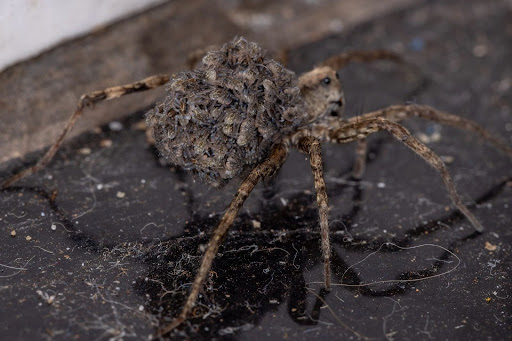 Large wolf spider with hundreds of baby spider on it's back