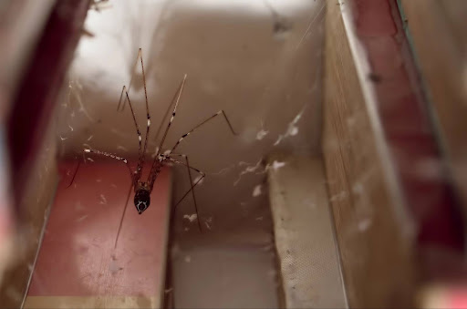 Close up image of a spider in its spider web