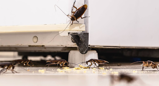 Cockroaches crawling around on a fridge