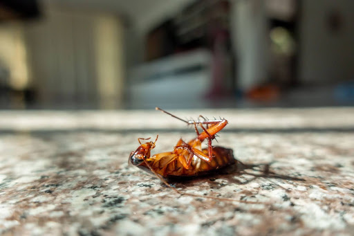 Cockroach on it's back in a kitchen