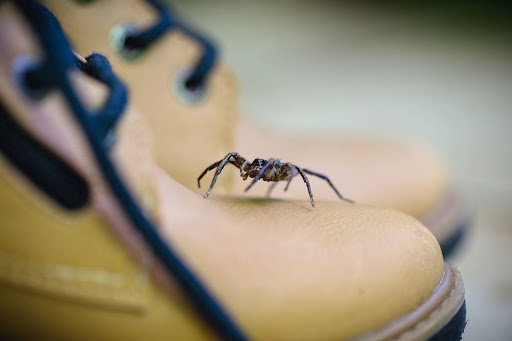 Spider crawling on yellow boots