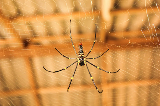 Orb weaver spider in a web