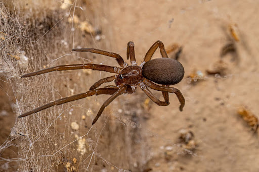 Large brown spider