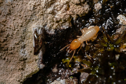 Termites in the ground