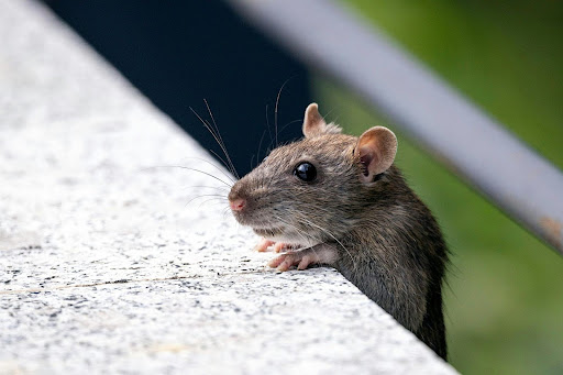 Rat crawling up on a ledge