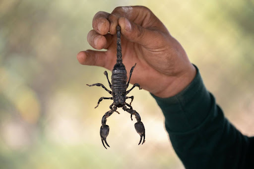 Person holding a scorpion by the tail