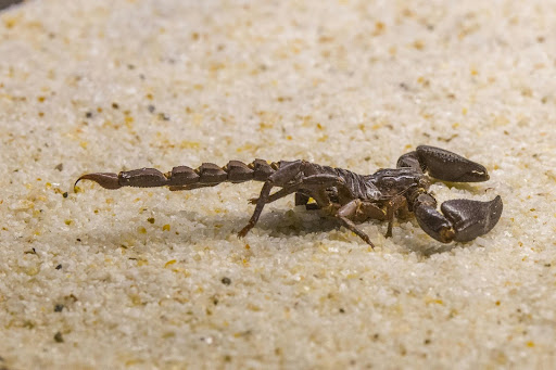 Long black scorpion in sand