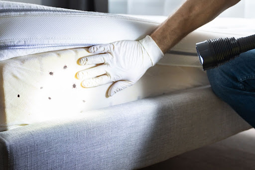 Pest control technician looking for bed bugs in a mattress 