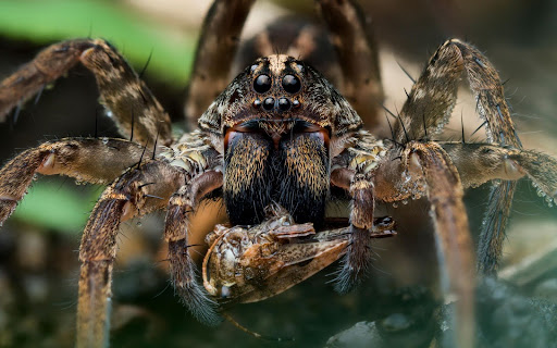 Close up of a wolf spider