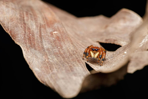 Jumping spider on a leaf