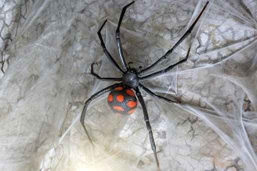 Black widow spider in a web