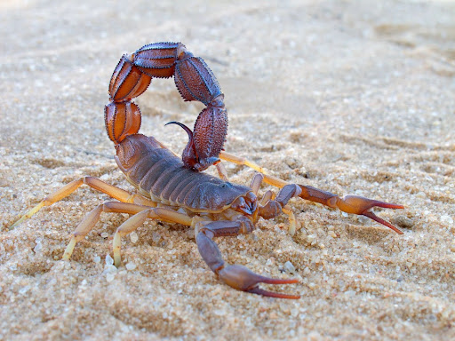 Scorpion in the sand