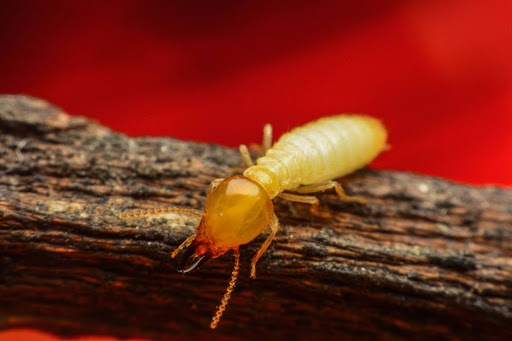 Soldier termite perched on wood