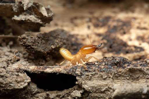 Worker termite in wood