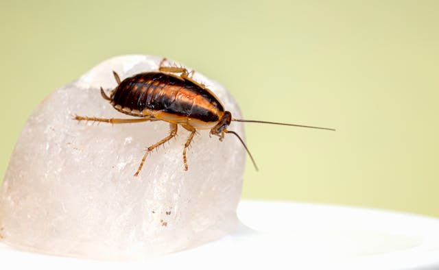 Cockroach crawling on a rock