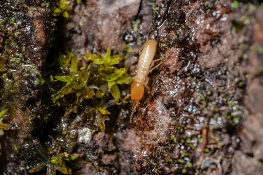 Termite crawling through the ground