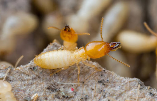 Two worker termites crawling on a rock