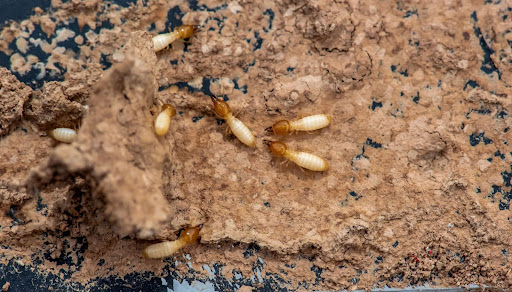 Three worker termites crawling on the dirt ground