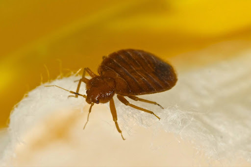 Bed bug crawling on mattress 