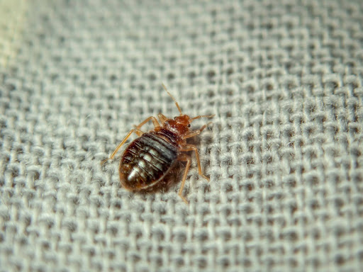 Bed bug crawling on quilted fabric 