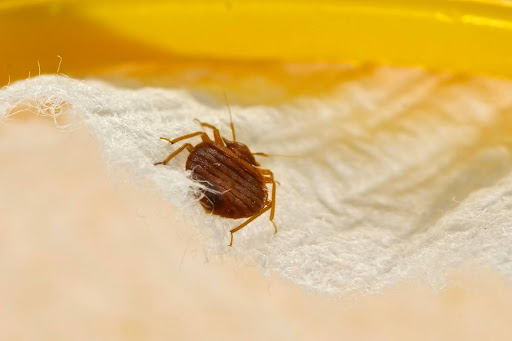 Bed bug crawling on couch stuffing