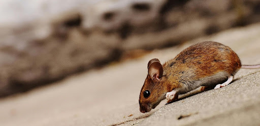 Mouse crawling outdoors