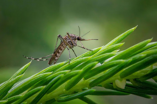 Mosquito crawling on a weed