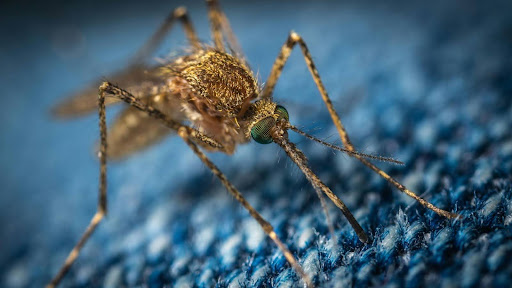 Mosquito biting through jeans