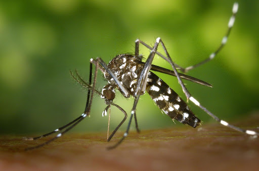 Mosquito biting an arm