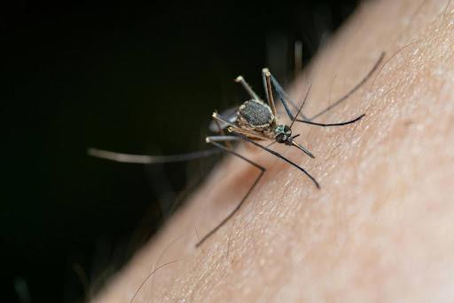 Mosquito biting someone