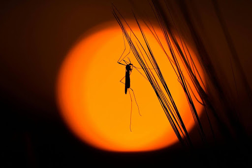 Mosquito resting on tall grass