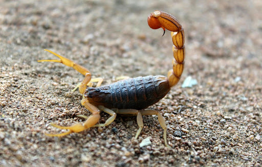 Scorpion with its tail up