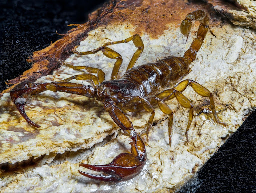 Brown scorpion in sand