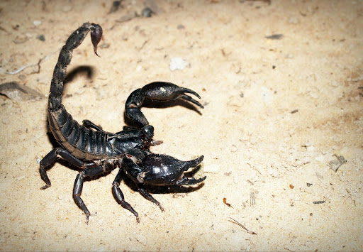 Black scorpion with its tail raised