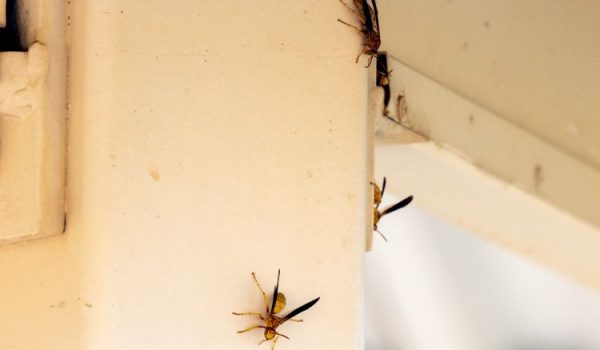 Arizona Paper Wasp