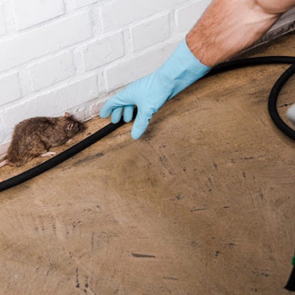 pest control professional reaching for a large brown rat