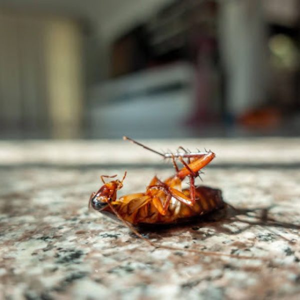 Cockroach on it's back in a kitchen
